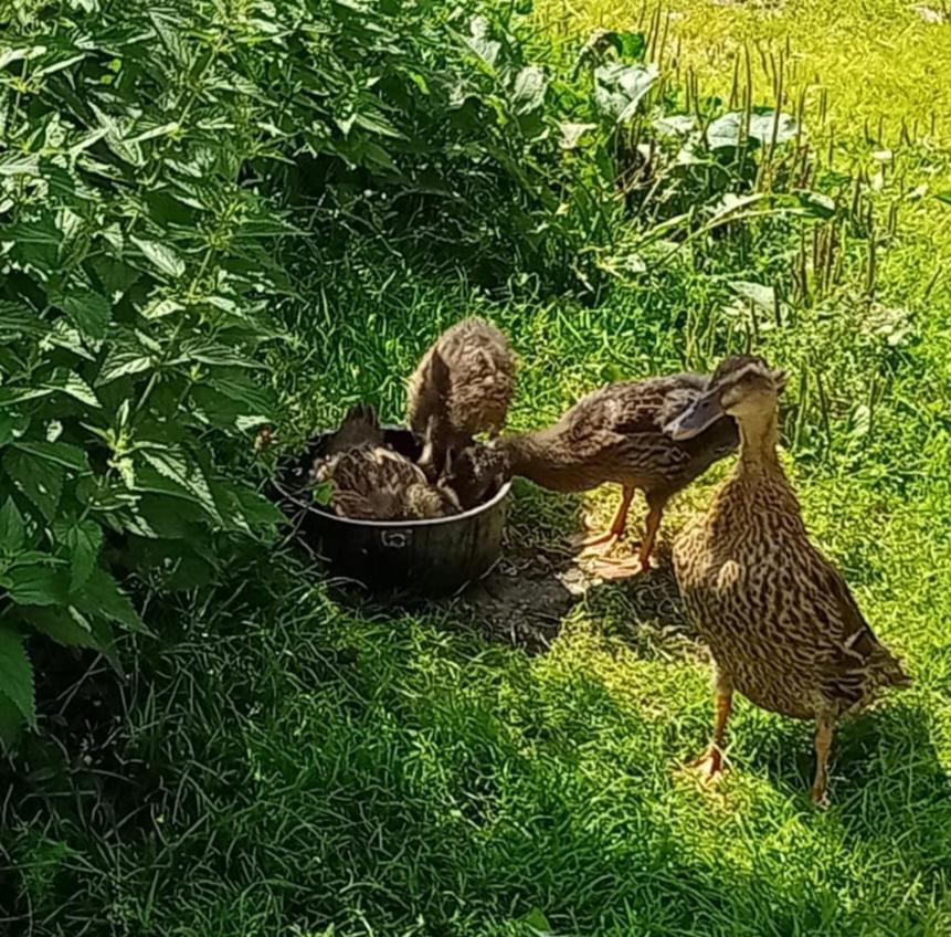 Kiblerhof Lägenhet Rußbach am Paß Gschütt Exteriör bild